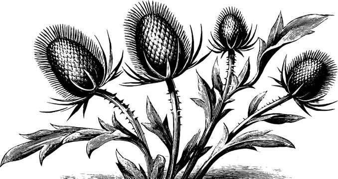 Wild teasel plant with seed heads vintage botanical engraving for nature design and decor