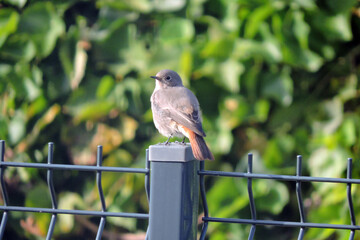 A portrait of a female common redstart sitting on a metal pole, blurred background
