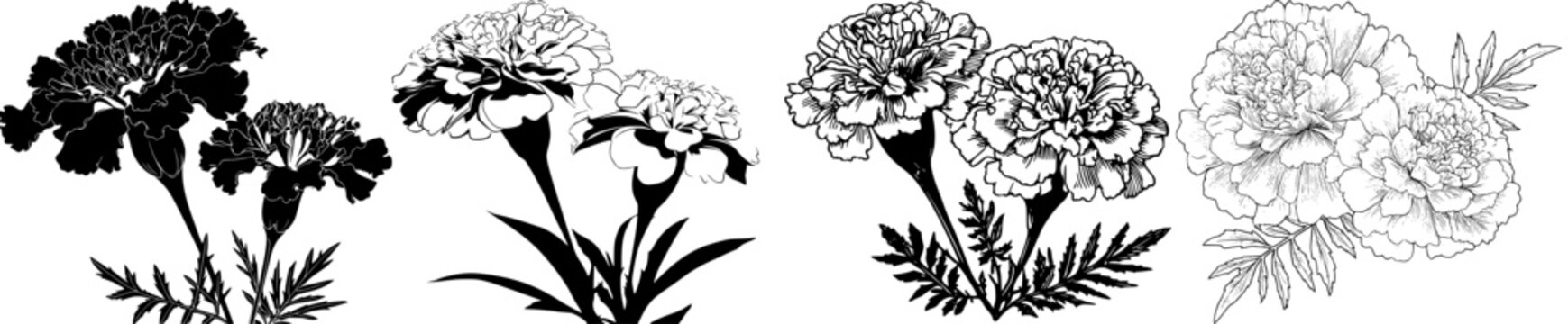 Silhouette of Marigold Blooms and Dill