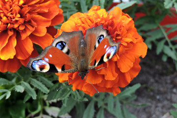 A peacock butterfly with open wings sucking up nectar from tagetes orange flowers