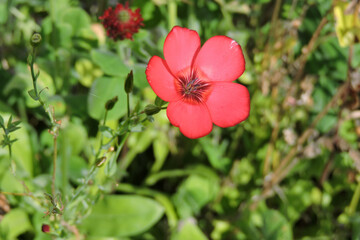 Obraz premium Macro shot of a red scarlet flax flower (Linum grandiflorum) in bloom