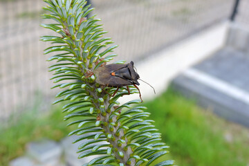 Forest bug (red-legged shieldbug) sitting on a green fir tree branch, macro