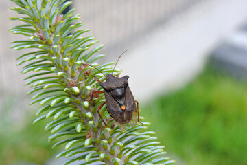 Forest bug (red-legged shieldbug) sitting on a green fir tree branch, macro