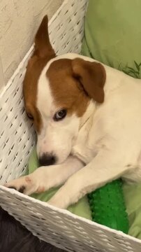 A tired Jack Russell Terrier lies on a green pillow in a white basket. The pet looks directly at the camera and lazily wags its tail