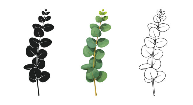 Eucalyptus branch illustration set of silver dollar eucalyptus shown in watercolor color, silhouette, and outline styles