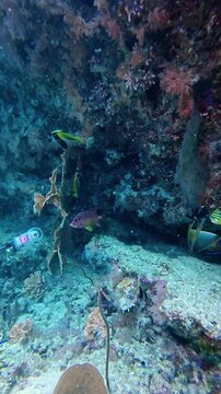 Fish and soft corals on the reef rock. Underwater video filming with a flashlight. Capnella, Sinularia