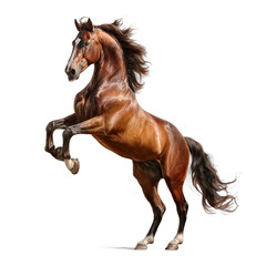 Fototapeta premium Brown Horse Rearing on Transparent Background with Flowing Mane and Muscular Body