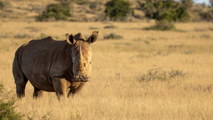 A white rhinoceros (Ceratotherium simum) in the evening light, Kwandwe Private Game Reserve, South Africa. © Gunter