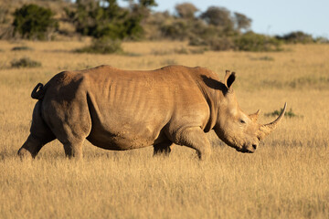 Fototapeta premium A white rhinoceros (Ceratotherium simum) in the evening light, Kwandwe Private Game Reserve, South Africa.