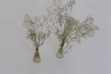 white flowers in a vase on a white bacground