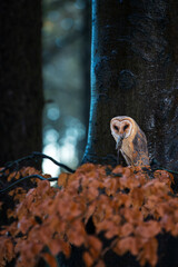 Obraz premium Barn owl ( Tyto alba ) close up. Owl with prey.