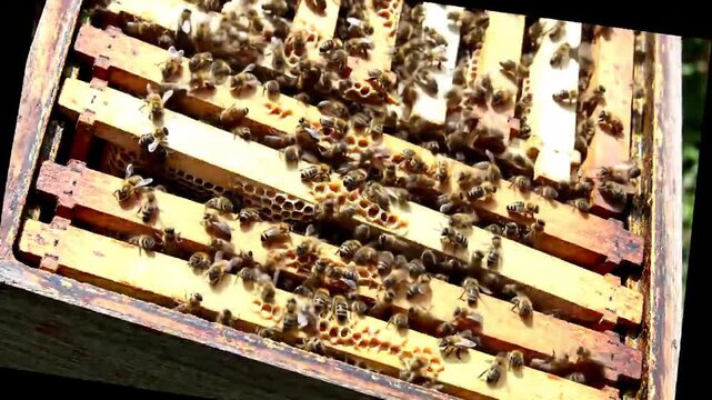 Close up of beehive with honey bees, honeycombs, wooden frames and buzzing insects.
