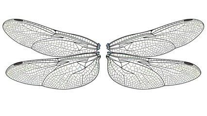 Dragonfly Wings Detailed Illustration on White Background © wdflm
