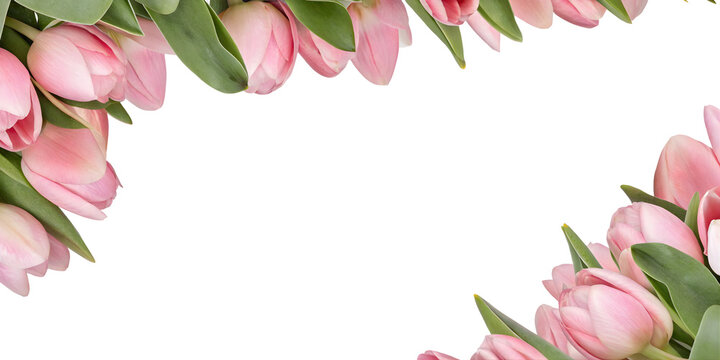 Elegant floral border made of soft pink tulip flowers and green leaves arranged along the top edge, creating a romantic frame with generous copy space on a transparent background.