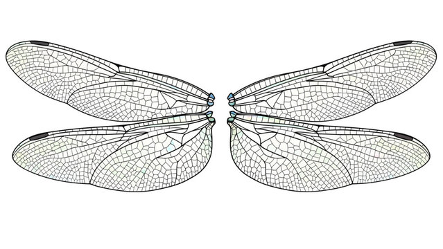 Dragonfly Wings Detailed Illustration on White Background