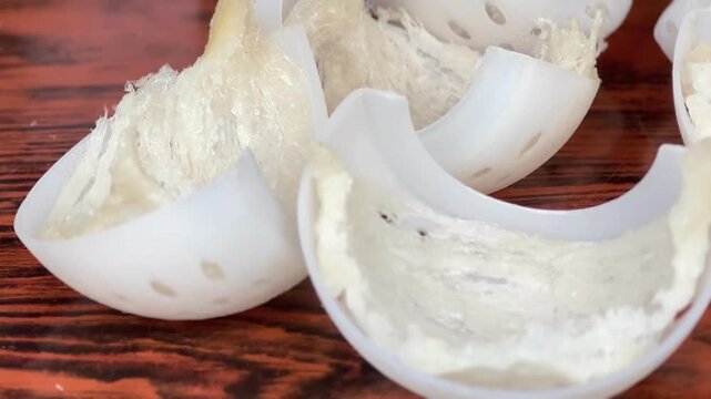 Close-up video of fully cleaned edible bird&rsquo;s nests neatly shaped in white molds, ready for drying and processing. Premium swiftlet nest preparation for luxury food products, health supplements, and 