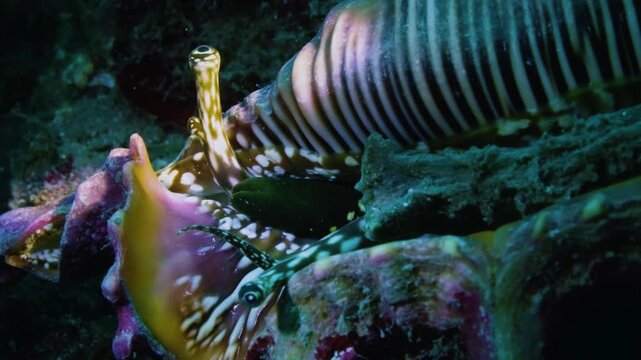 Watchful macro shot of a conch eye peeking from its shell, unique and mysterious sea snail in reef, representative of marine curiosity and vigilance