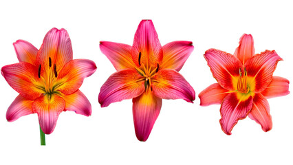 Fototapeta premium Pink and Orange Lily Flower Fully Open, Front View Botanical Detail, isolated on transparent background