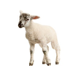 Fototapeta premium Goat Qurbani Dairy cattle Baka Islam, goat, animals,png.