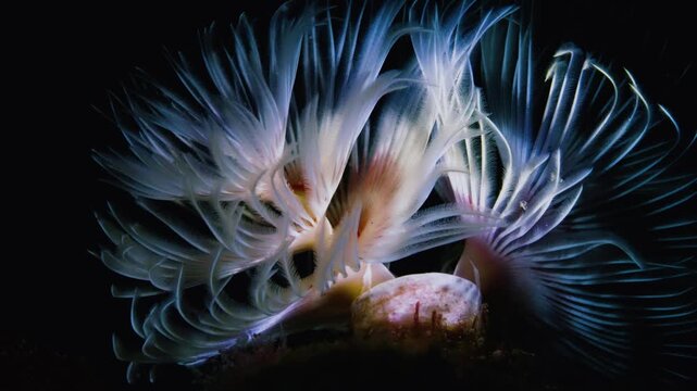 Elegant macro shot of twin tube worm with white feathery tentacles, graceful and peaceful marine fan worm blooming in dark underwater reef