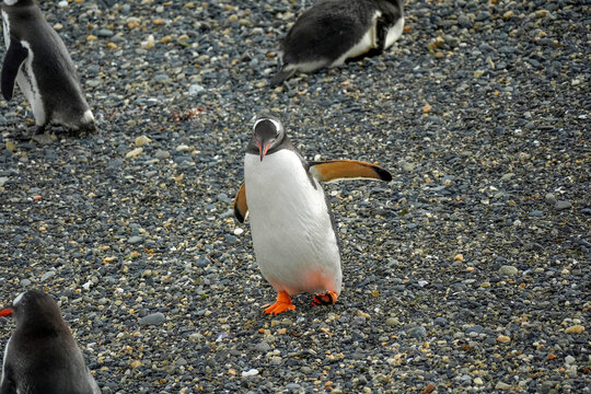 Pygoscelis papua Papua penguins colony isla martillo beagle channel patagonia