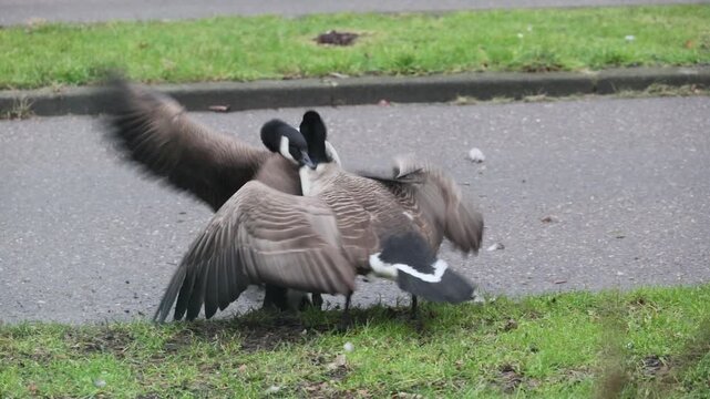 Canada geese fighting, biting, hitting, each other on a city suburban street