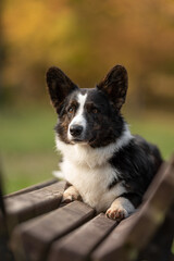 Obraz premium A handsome brindle and white Welsh Corgi Cardigan lies calmly on a sturdy wooden park bench