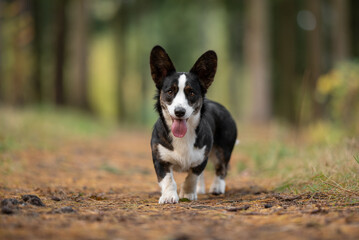A happy Cardigan Welsh Corgi with black and white markings walks forward on a brown dirt path. The small dog has its tongue out and stands in a bright forest during the day © honey_paws