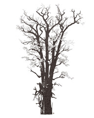 Obraz premium 어도비 42 용문사 은행나무