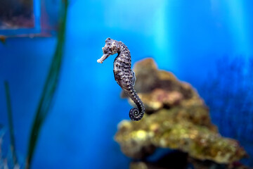 Short snouted seahorse (Hippocampus hippocampus) in an aquarium © Анна Перфилова