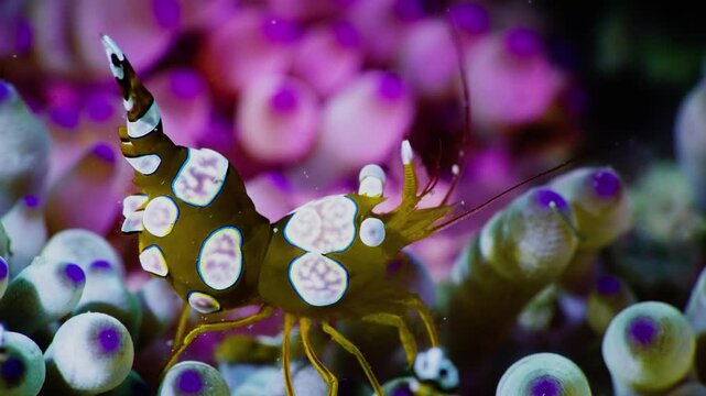 Adorable macro shot of sexy shrimp on pink anemone, tiny brown crustacean with white spots in tropical reef, representative of peaceful marine symbiosis