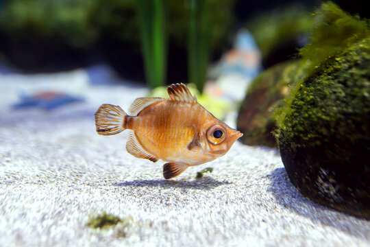 Capros aper, known as Boarfish or John Dory in aquarium
