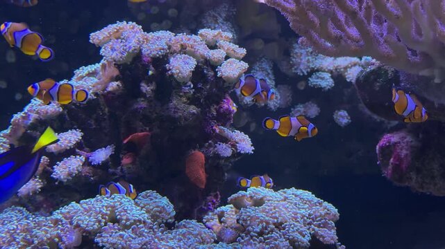 Clownfish and blue tang swimming in aquarium coral reef