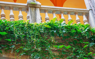Green ivy vines and lush plants growing upward creating calm historic architecture mood with natural growth and timeless atmosphere