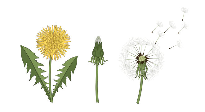 Biological stages of a dandelion are illustrated from a yellow flower to a closed bud and a fluffy white seed head.