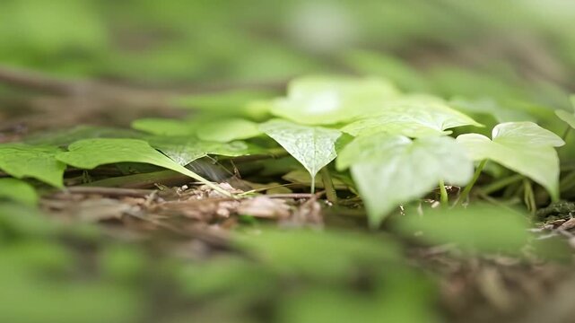 A peaceful close-up of vibrant green ground cover leaves, thriving on a natural forest floor. The shallow depth of field beautifully highlights the fresh foliage and organic textures of underlying twi