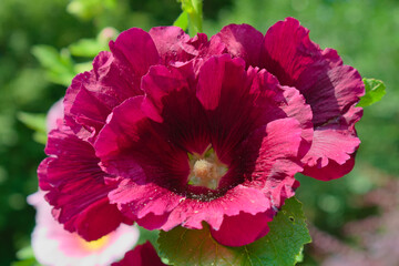 Hollyhocks (Alcea) flowers in the garden. Close up photos of beautiful flowers