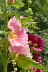 Hollyhocks (Alcea) flowers in the garden. Close up photos of beautiful flowers