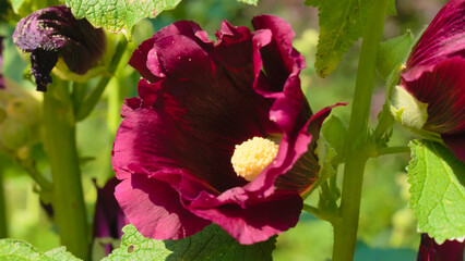 Hollyhocks (Alcea) flowers in the garden. Close up photos of beautiful flowers
