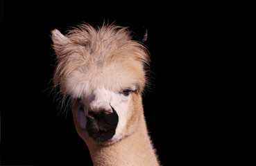 Portrait of a llama on a black blurred background © chermit