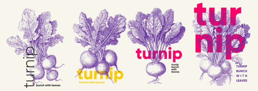 Engraving. A creative illustration of turnips with leaves, featuring various artistic styles and typography. The image showcases the vegetable in a vibrant and modern design 