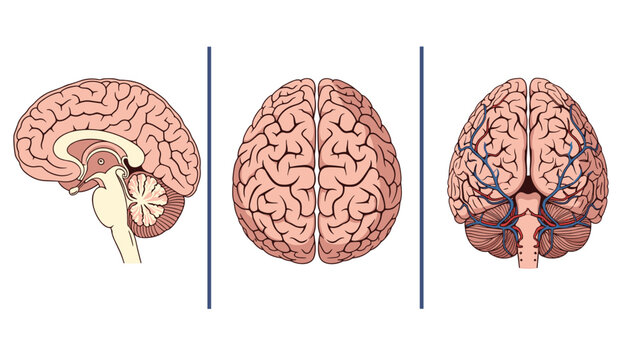 Medical illustration showing three different views of the human brain including lateral cross section superior and inferior perspectives.