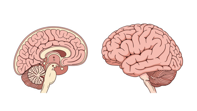 Detailed medical illustration showing both the external side view and the internal cross section of a human brain with anatomical detail.