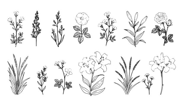 Hand drawn black floral grass silhouette vector set with insects isolated on white