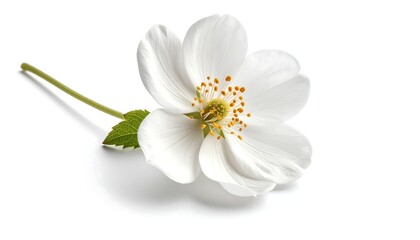 Isolated flower with natural stem and petals, clean and professional stock composition. Ideal for botanical design, branding, wellness, decoration, and minimalist visuals.