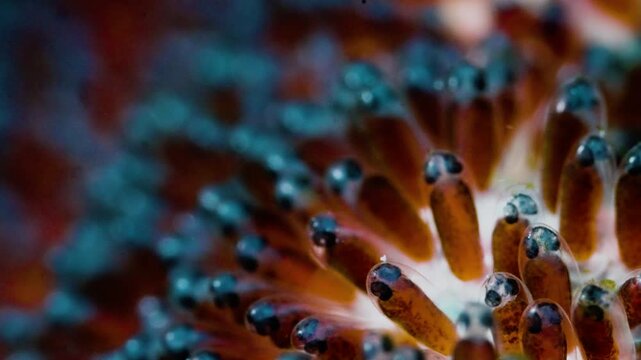 Amazing macro shot of clownfish eggs with visible embryo eyes, healing and cute orange fish spawn about to hatch on reef, representative of new life and hope