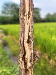 Close-up of a weathered tree with cracked bark texture, standing beside a green rice field.