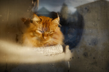 Orange cat resting inside a window on a sunny day near a wall © mira_y