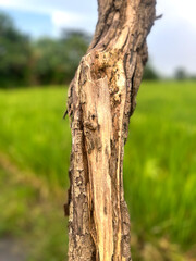 Obraz premium Close-up of a weathered tree with cracked bark texture, standing beside a green rice field.