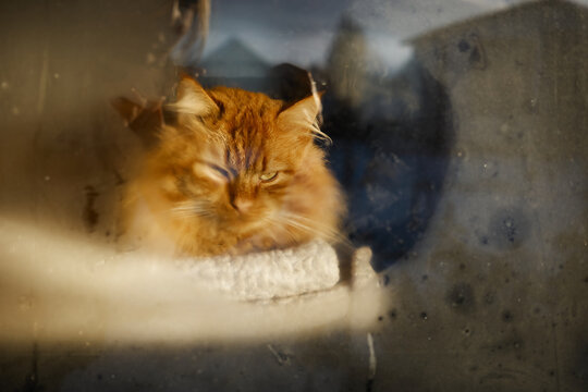Orange cat resting inside a window on a sunny day near a wall